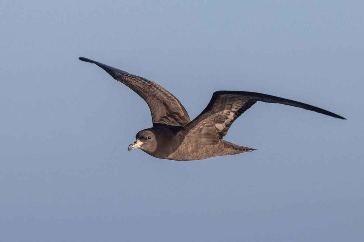 image Flesh-footed Shearwater